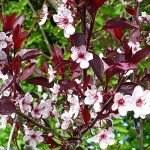 yunakesa 2 Purple Leaf Sand Cherry (Cistena Plum) Shrubs/Trees, 18-24 Tall