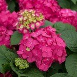 1 Gallon Endless Summer Hydrangea Summer Crush Shrub