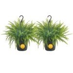 Costa Farms Ferns (2 Pack), Live Premium Boston Fern Plants in Hanging Basket Planters, Spring Decor, Giftable Plant Item, Houseplants Potted in Soil Potting Mix, 16-Inches Tall