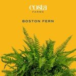 Costa Farms Ferns (2 Pack), Live Premium Boston Fern Plants in Hanging Basket Planters, Spring Decor, Giftable Plant Item, Houseplants Potted in Soil Potting Mix, 16-Inches Tall