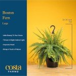Costa Farms Ferns (2 Pack), Live Premium Boston Fern Plants in Hanging Basket Planters, Spring Decor, Giftable Plant Item, Houseplants Potted in Soil Potting Mix, 16-Inches Tall