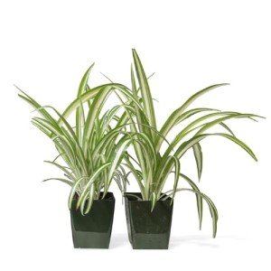 Easy to Grow Spider Plant 'Variegated' Live Plant (2 Pack) - Indoor Potted Houseplants in Grower's Nursery Pots