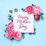 Avergo Indoor Bonsai Tree Starter Kit