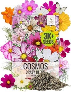 Seed Needs Flower Seeds Cosmos Crazy Blend No Filler 10+ Varieties Cosmos | Cosmo Bipinnatus Open Pollinated Untreated | Resealable Packaging Keeps Seeds Fresh | Bulk Cosmos Flowering Seed Mix