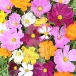 Seed Needs Flower Seeds Cosmos Crazy Blend No Filler 10+ Varieties Cosmos | Cosmo Bipinnatus Open Pollinated Untreated | Resealable Packaging Keeps Seeds Fresh | Bulk Cosmos Flowering Seed Mix