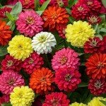 1000+ Crazy Blend Zinnia Seeds for Planting Zinnia Elegans Heirloom Open Pollinated & Untreated Mixed Color Zinnia Flowers