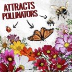 Seed Needs Flower Seeds Cosmos Crazy Blend No Filler 10+ Varieties Cosmos | Cosmo Bipinnatus Open Pollinated Untreated | Resealable Packaging Keeps Seeds Fresh | Bulk Cosmos Flowering Seed Mix