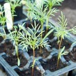 Seed Needs Flower Seeds Cosmos Crazy Blend No Filler 10+ Varieties Cosmos | Cosmo Bipinnatus Open Pollinated Untreated | Resealable Packaging Keeps Seeds Fresh | Bulk Cosmos Flowering Seed Mix