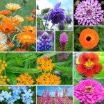 Wildflower Seeds Hummingbird and Butterfly Mix 1 Ounce, No Filler, 24 Varieties Flowers Seeds to Plant Outside, Annual Perennial, Bulk Resealable Package