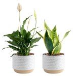 Costa Farms Live Plants (Pack of 2), Easy to Grow Real Indoor Houseplants, Air Purifying Plants, Grower's Choice in Home Décor Indoors Plant Pots, New House Gift or Room Décor
