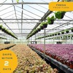 Costa Farms Live Plants (Pack of 2), Easy to Grow Real Indoor Houseplants, Air Purifying Plants, Grower's Choice in Home Décor Indoors Plant Pots, New House Gift or Room Décor