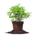 Spring Bouquet Viburnum - Size: 1 Gallon, Live Plant, Includes Special Blend Fertilizer & Planting Guide