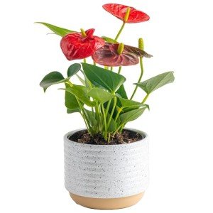 Costa Farms Anthurium, Live Indoor House Plant with Red Flowers, Easy to Care for in Modern Plant Pot, 12-Inches Tall, Housewarming Gift, Room Decor