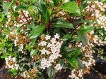 Spring Bouquet Viburnum - Size: 1 Gallon, Live Plant, Includes Special Blend Fertilizer & Planting Guide