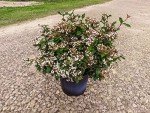 Spring Bouquet Viburnum - Size: 1 Gallon, Live Plant, Includes Special Blend Fertilizer & Planting Guide