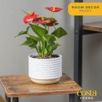 Costa Farms Anthurium, Live Indoor House Plant with Red Flowers, Easy to Care for in Modern Plant Pot, 12-Inches Tall, Housewarming Gift, Room Decor