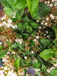Spring Bouquet Viburnum - Size: 1 Gallon, Live Plant, Includes Special Blend Fertilizer & Planting Guide