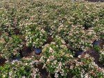 Spring Bouquet Viburnum - Size: 1 Gallon, Live Plant, Includes Special Blend Fertilizer & Planting Guide