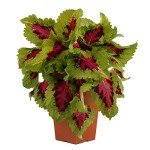 Live Coleus Plants Outdoor Plants Live Plants (4 Pack), Coleus Live Plant Potted Plant Indoor Plants, House Plants Live Houseplants Indoor King Kong Coleus Plant Gifts for Gardeners by Plants for Pets
