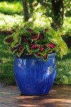 Live Coleus Plants Outdoor Plants Live Plants (4 Pack), Coleus Live Plant Potted Plant Indoor Plants, House Plants Live Houseplants Indoor King Kong Coleus Plant Gifts for Gardeners by Plants for Pets