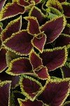 Live Coleus Plants Outdoor Plants Live Plants (4 Pack), Coleus Live Plant Potted Plant Indoor Plants, House Plants Live Houseplants Indoor King Kong Coleus Plant Gifts for Gardeners by Plants for Pets