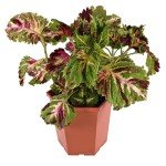 Live Coleus Plants Outdoor Plants Live Plants (4 Pack), Coleus Live Plant Potted Plant Indoor Plants, House Plants Live Houseplants Indoor King Kong Coleus Plant Gifts for Gardeners by Plants for Pets