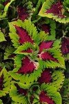 Live Coleus Plants Outdoor Plants Live Plants (4 Pack), Coleus Live Plant Potted Plant Indoor Plants, House Plants Live Houseplants Indoor King Kong Coleus Plant Gifts for Gardeners by Plants for Pets