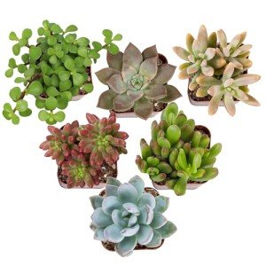 Altman Plants Live Succulents 6-Pack, Mini Plants Succulent Mix, Live Plants, Mini Succulents & Succulent Gifts, House Plants, Live Succulent Plants, Outdoor & Indoor Plants for Event, Wedding, Crafts