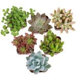 Altman Plants Live Succulents 6-Pack, Mini Plants Succulent Mix, Live Plants, Mini Succulents & Succulent Gifts, House Plants, Live Succulent Plants, Outdoor & Indoor Plants for Event, Wedding, Crafts