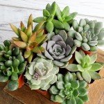 Altman Plants Live Succulents 6-Pack, Mini Plants Succulent Mix, Live Plants, Mini Succulents & Succulent Gifts, House Plants, Live Succulent Plants, Outdoor & Indoor Plants for Event, Wedding, Crafts