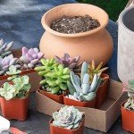 Altman Plants Live Succulents 6-Pack, Mini Plants Succulent Mix, Live Plants, Mini Succulents & Succulent Gifts, House Plants, Live Succulent Plants, Outdoor & Indoor Plants for Event, Wedding, Crafts