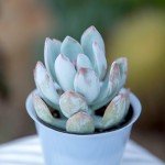 Altman Plants Live Succulents 6-Pack, Mini Plants Succulent Mix, Live Plants, Mini Succulents & Succulent Gifts, House Plants, Live Succulent Plants, Outdoor & Indoor Plants for Event, Wedding, Crafts