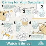 Altman Plants Live Succulents 6-Pack, Mini Plants Succulent Mix, Live Plants, Mini Succulents & Succulent Gifts, House Plants, Live Succulent Plants, Outdoor & Indoor Plants for Event, Wedding, Crafts