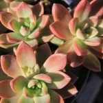 Altman Plants Live Succulents 6-Pack, Mini Plants Succulent Mix, Live Plants, Mini Succulents & Succulent Gifts, House Plants, Live Succulent Plants, Outdoor & Indoor Plants for Event, Wedding, Crafts