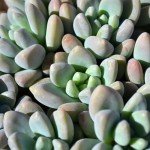 Altman Plants Live Succulents 6-Pack, Mini Plants Succulent Mix, Live Plants, Mini Succulents & Succulent Gifts, House Plants, Live Succulent Plants, Outdoor & Indoor Plants for Event, Wedding, Crafts