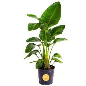 Costa Farms White Bird of Paradise, Strelitzia nicolai, Live Indoor Plant in Grower Plant Pot, Air-Purifying Tropical Houseplant, Housewarming Gift, Living Room, Office, and Home Decor, 3-4 Feet Tall