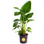 Costa Farms White Bird of Paradise, Strelitzia nicolai, Live Indoor Plant in Grower Plant Pot, Air-Purifying Tropical Houseplant, Housewarming Gift, Living Room, Office, and Home Decor, 3-4 Feet Tall