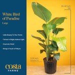 Costa Farms White Bird of Paradise, Strelitzia nicolai, Live Indoor Plant in Grower Plant Pot, Air-Purifying Tropical Houseplant, Housewarming Gift, Living Room, Office, and Home Decor, 3-4 Feet Tall
