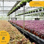 Costa Farms White Bird of Paradise, Strelitzia nicolai, Live Indoor Plant in Grower Plant Pot, Air-Purifying Tropical Houseplant, Housewarming Gift, Living Room, Office, and Home Decor, 3-4 Feet Tall