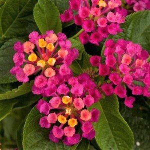 2 Lantana Plants Live, Lantana Live Plants for Planting Outdoors, Perennial Plants, Well Rooted, Pink Lantana