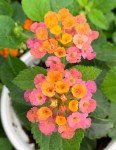 2 Lantana Plants Live, Lantana Live Plants for Planting Outdoors, Perennial Plants, Well Rooted, Pink Lantana