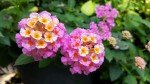 2 Lantana Plants Live, Lantana Live Plants for Planting Outdoors, Perennial Plants, Well Rooted, Pink Lantana