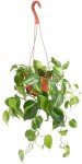 Shop Succulents Brasil Philodenron Heartleaf Hanging Plant, Live Indoor Plant, Easy Care Hanging Ivy Houseplant in Nursery Pot, Air Purifying Plant in Soil, Housewarming, Home Décor, Trails 2-4 Feet