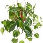 Shop Succulents Brasil Philodenron Heartleaf Hanging Plant, Live Indoor Plant, Easy Care Hanging Ivy Houseplant in Nursery Pot, Air Purifying Plant in Soil, Housewarming, Home Décor, Trails 2-4 Feet