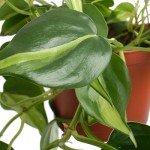 Shop Succulents Brasil Philodenron Heartleaf Hanging Plant, Live Indoor Plant, Easy Care Hanging Ivy Houseplant in Nursery Pot, Air Purifying Plant in Soil, Housewarming, Home Décor, Trails 2-4 Feet