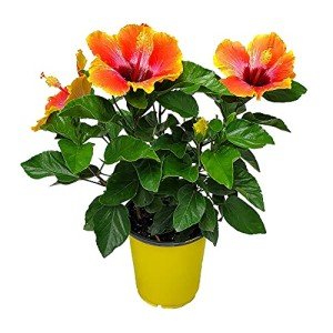 Fiesta Hibiscus Bush - Live Hibiscus Flowering Plant - Tropical Flower Plant - 1 Gallon Planter - Overall Height 10" to 14" - Tropical Plants of Florida (Plant Only)