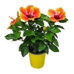 Fiesta Hibiscus Bush - Live Hibiscus Flowering Plant - Tropical Flower Plant - 1 Gallon Planter - Overall Height 10" to 14" - Tropical Plants of Florida (Plant Only)