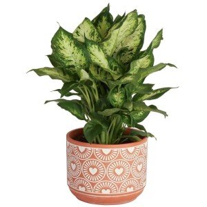 Costa Farms Dieffenbachia, Live Indoor Plant in Décor Plant Pot, Potted Houseplant in Potting Soil Mix, Real Plants Gift for Mom, Dad, 12-14 Inches Tall