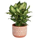 Costa Farms Dieffenbachia, Live Indoor Plant in Décor Plant Pot, Potted Houseplant in Potting Soil Mix, Real Plants Gift for Mom, Dad, 12-14 Inches Tall