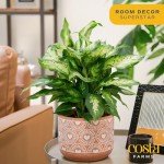 Costa Farms Dieffenbachia, Live Indoor Plant in Décor Plant Pot, Potted Houseplant in Potting Soil Mix, Real Plants Gift for Mom, Dad, 12-14 Inches Tall